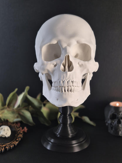 Realistic Human Skull Replica with Detachable Plinth "Hannibal"