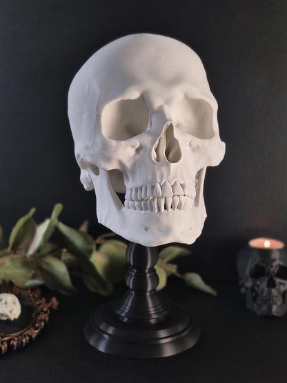 Realistic Human Skull Replica with Detachable Plinth "Hannibal"