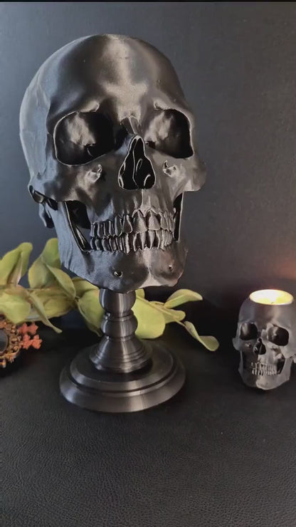 Realistic Human Skull Replica with Detachable Plinth "Hannibal"